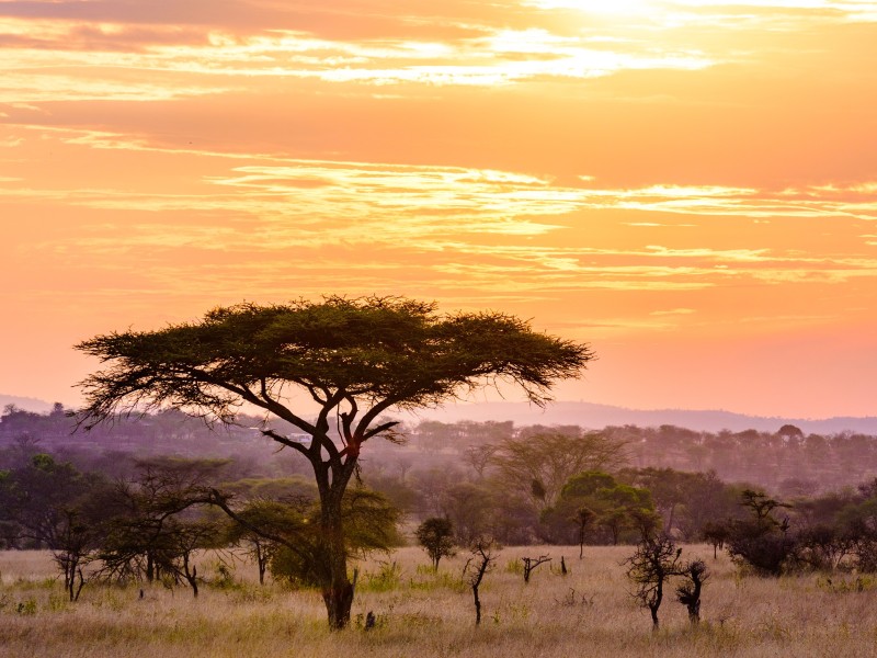 Tansania_Serengeti_Savanne Afrikas