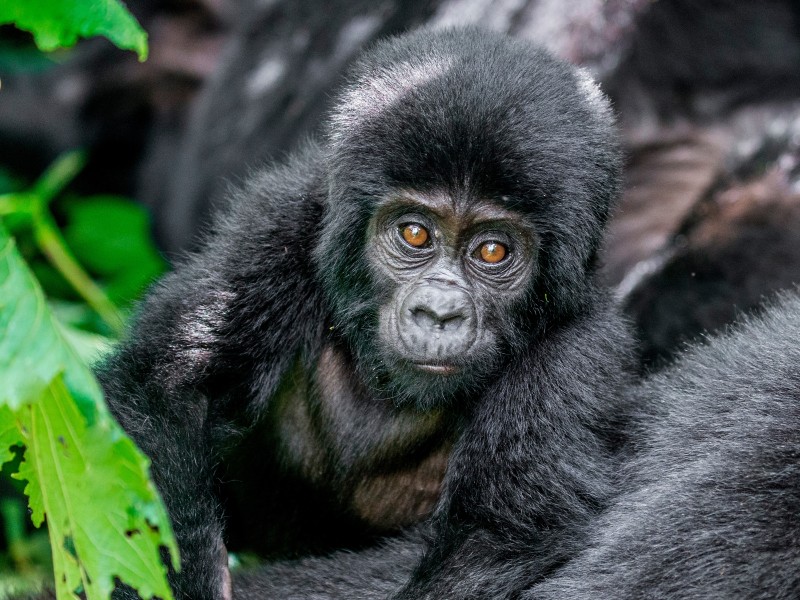 Best of Uganda