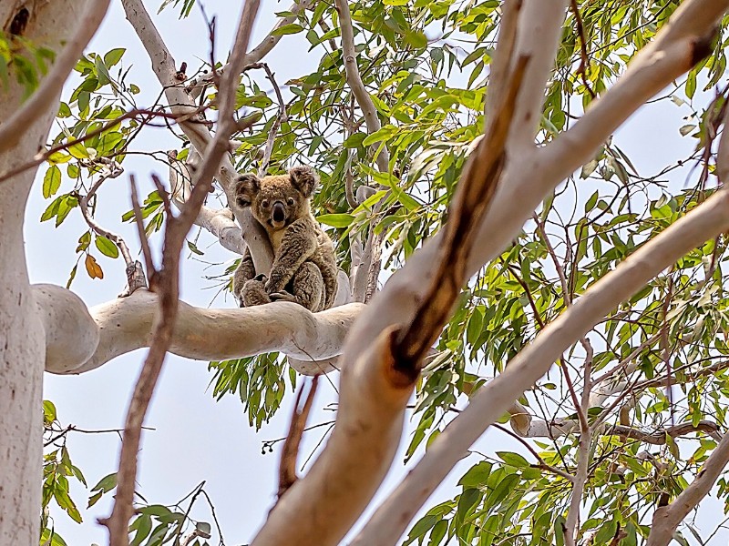 Australien_Koala sitting in a tree