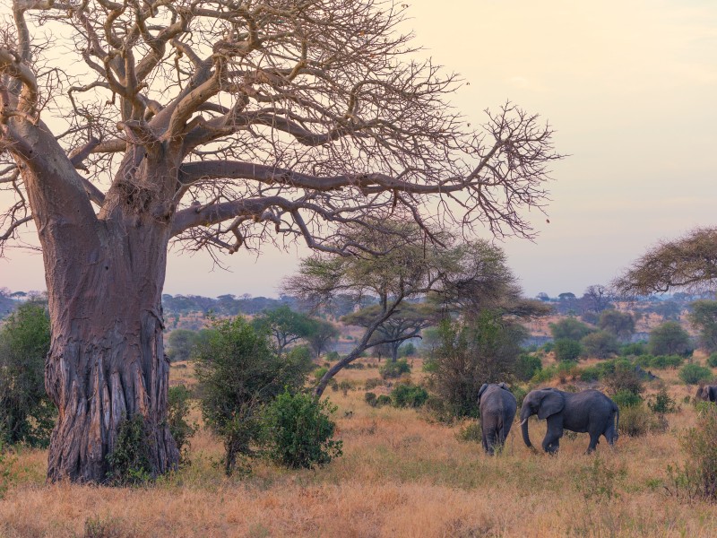 Tansania_Elefanten unter Baobab Tarangir