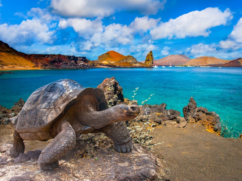 Inselhüpfen Galapagos (SAT014)