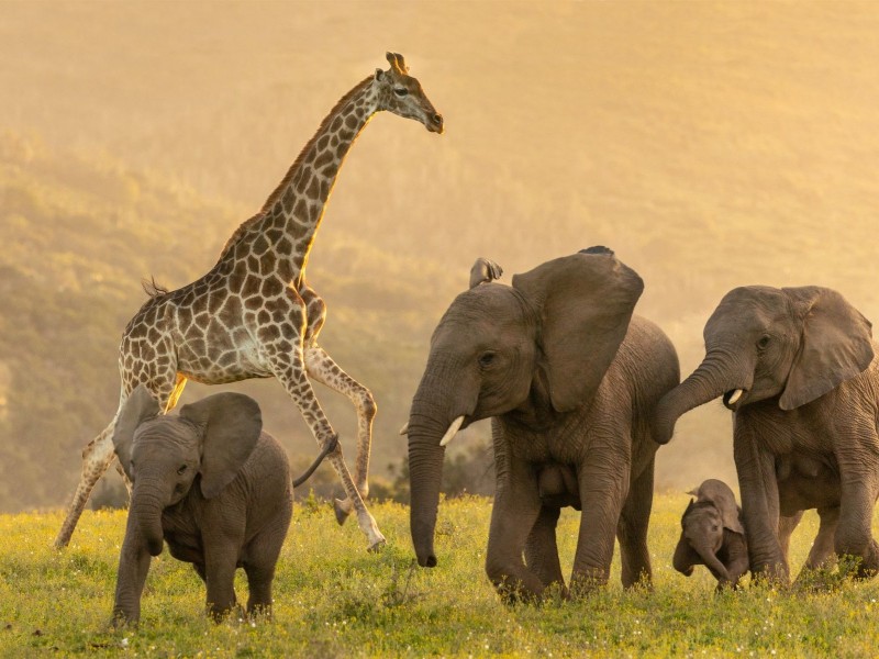 Garden Route Moments – Natur, Tiere & unvergessliche Erlebnisse - Individuell (H016)