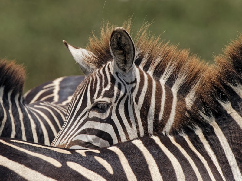 Tansania_Zebras Ngorongoro