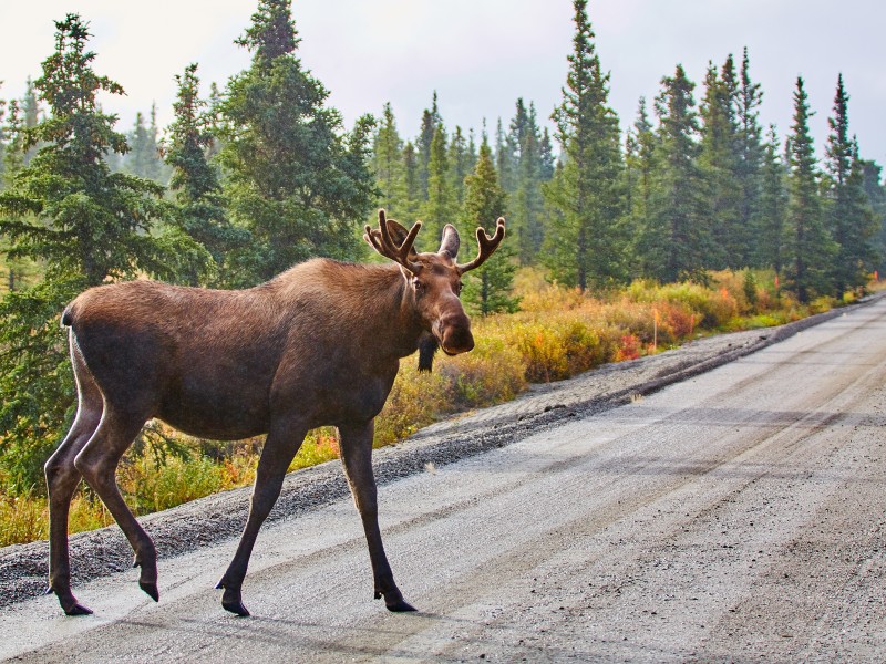 Alaska & Yukon auf eigene Faust entdecken