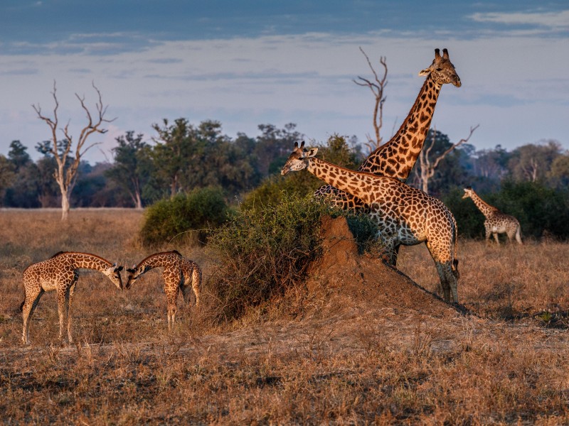 Giraffen in Sambia 