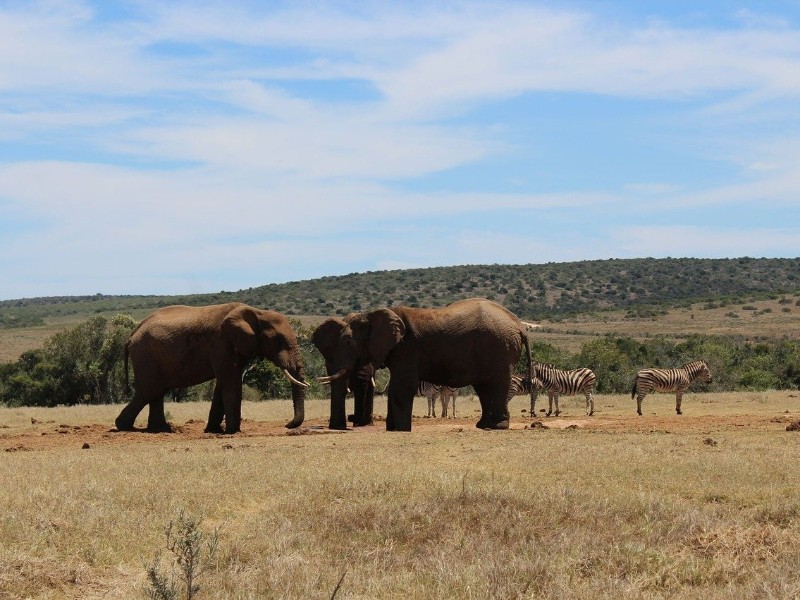 Garden Route Moments – Natur, Tiere & unvergessliche Erlebnisse - Individuell (H016)