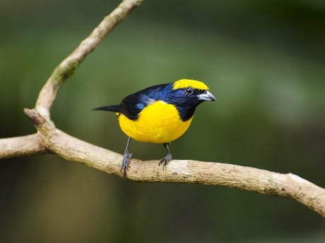 Bird_1
