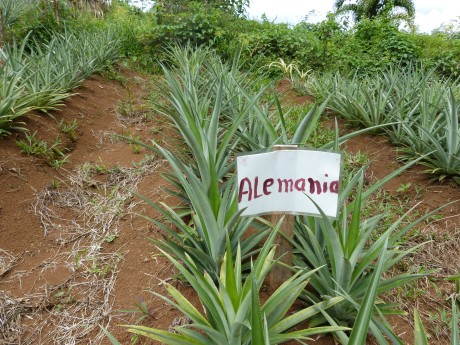 Finca Surá 1