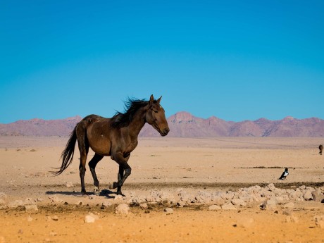 Namibia_Wildpferde Namib Wüste