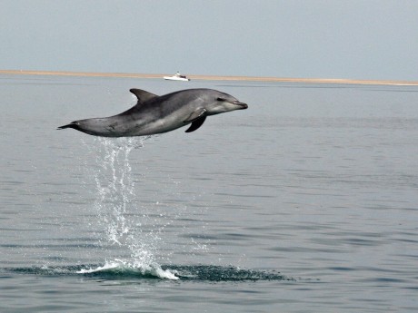 Namibia_Swakopmund_Walvis Bay_Delfin