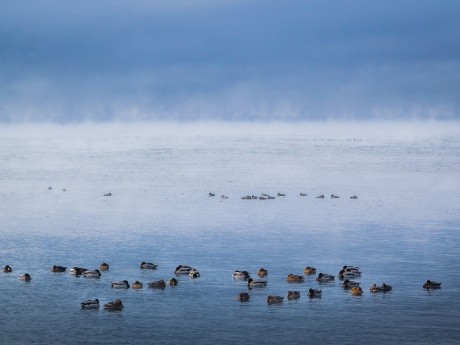 Ducks in a lake