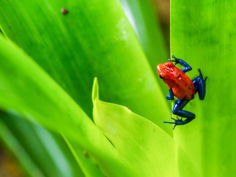 Bluejeans Frog