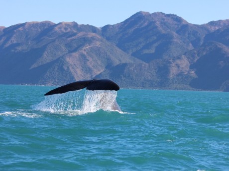 Whale in Kaikoura