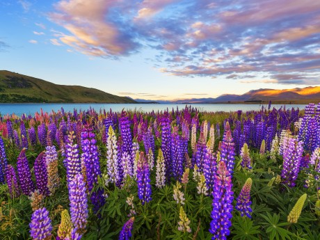 Neuseeland_Südinsel_Lake Tekapo