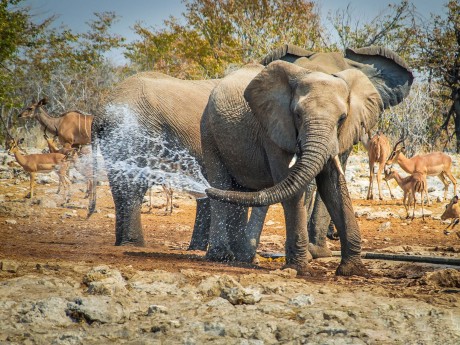 Namibia_Elefant_Etosha Nationalpark