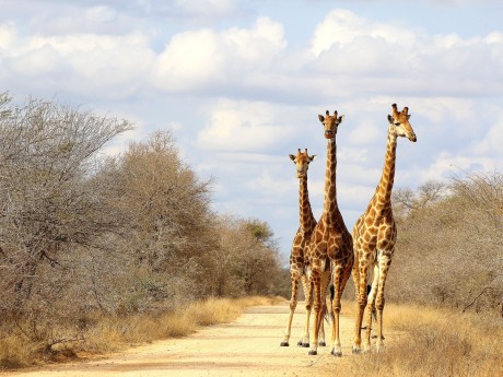 Sunway South Africa Kruger giraffe (Fede