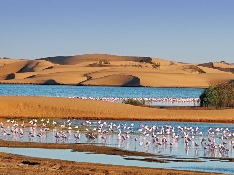 Namibia_Flamingos am Pelican Point_Walvi