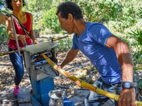 Pressing sugarcane