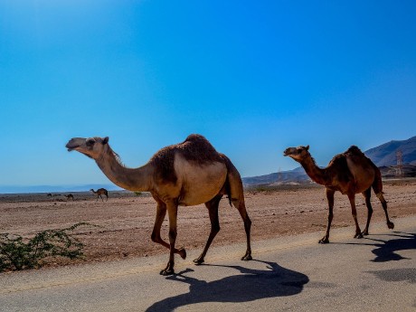 Kamele, Salalah