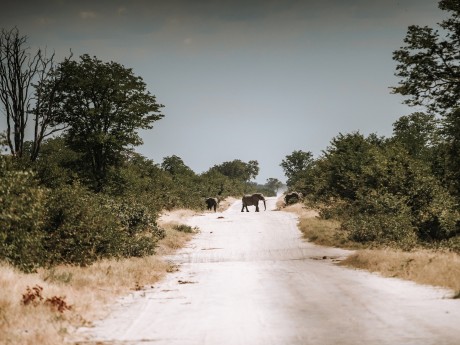 Africa Expeditions_Botswana_Moremi Game 