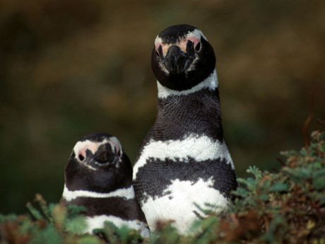 Madryn Punta Tombo Penguins