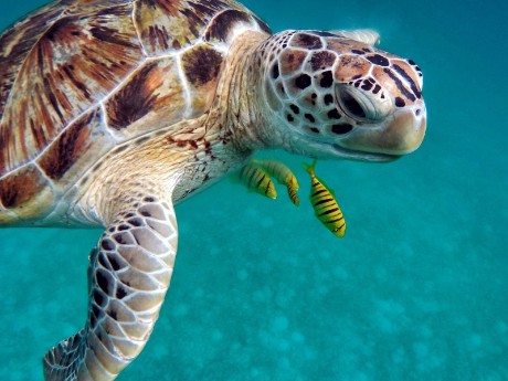 Malediven_Schildkröte