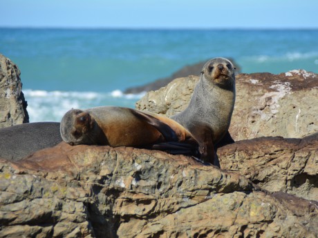 Neuseeland_Südinsel_Kaikoura_Coastal roa