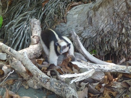 Anteater