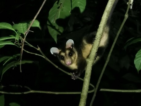 Monteverde Night Tour Kinkajou
