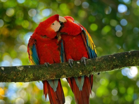 Scarlet Macaws 26
