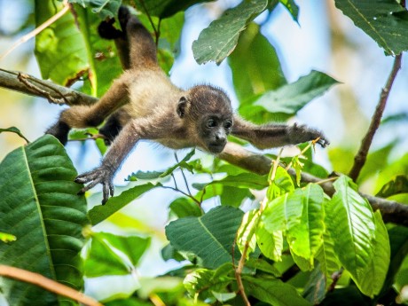 Howler Monkey Baby