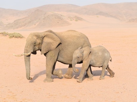 Elephants in Damaraland in Namibia
