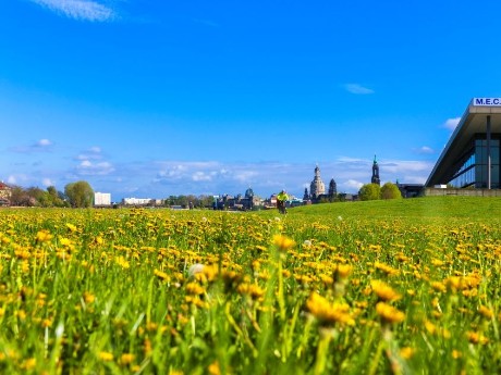 Elbe-Radweg Dresden Wiese