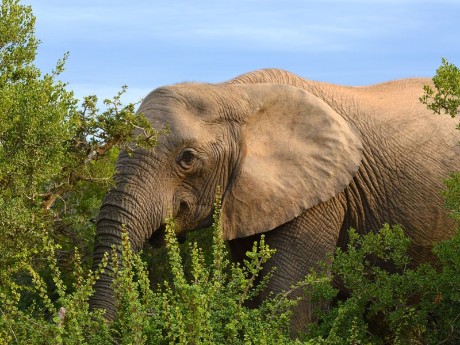 Elefant im Dickicht