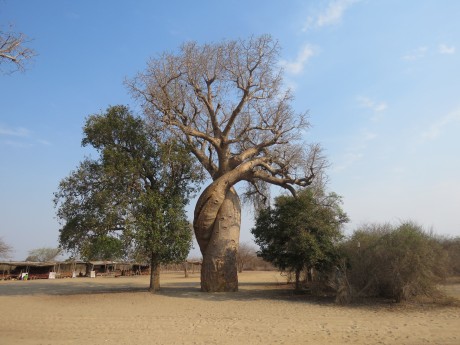 Baobab Amoureux