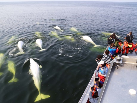 Belugas & Eisbären Abenteuer - Bootstour