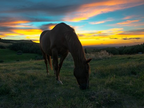 Historic Reesor Ranch - Ranch-Horse
