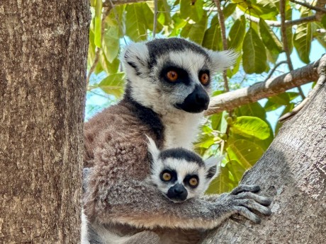 Ringelschwanzlemuren Anja Reservat