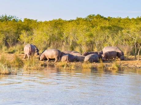 Südafrika_iSimangaliso Wetland Park_Hipp