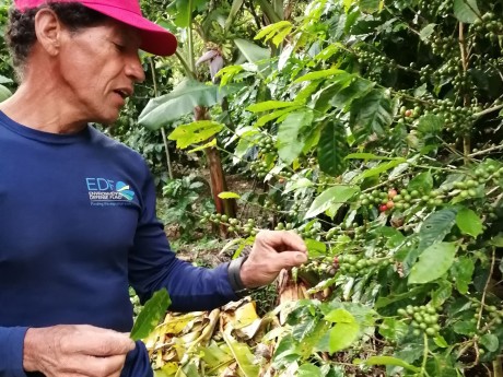 Picking coffee cherries
