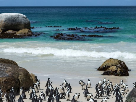 Südafrika_Boulders Beach Nature Reserve_