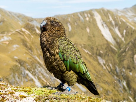 Neuseeland_Si_Kepler Track_Majestic Kea