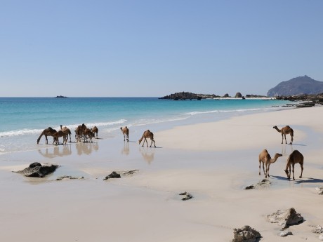 Kamele am Strand, Salalah