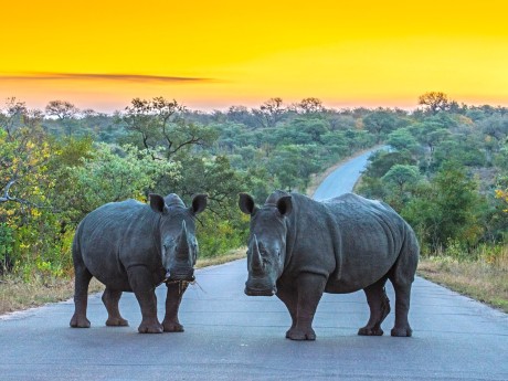 Südafrika_Krüger Nationalpark_Rhinos_shu