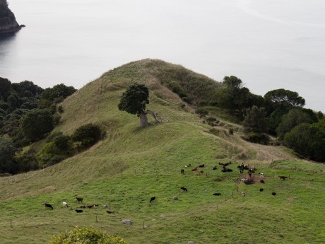 Neuseeland_Weidelandschaft_Homunga Bay_W