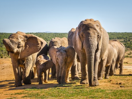 Südafrika_Addo Elephant Nationalpark-Ele