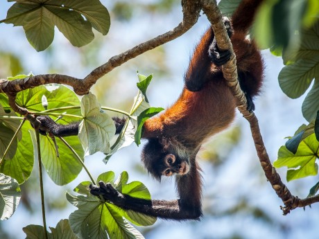 Spider Monkey 