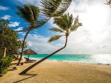 Malediven_Strand_Palme