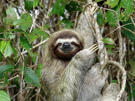 Three-toed Sloth