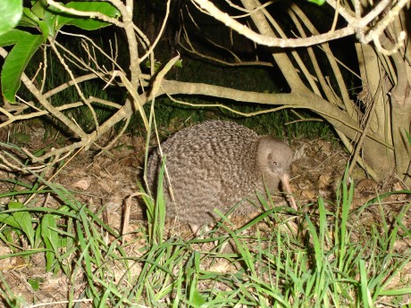 Kapiti Island Nature Tours_Neuseeland_Ki